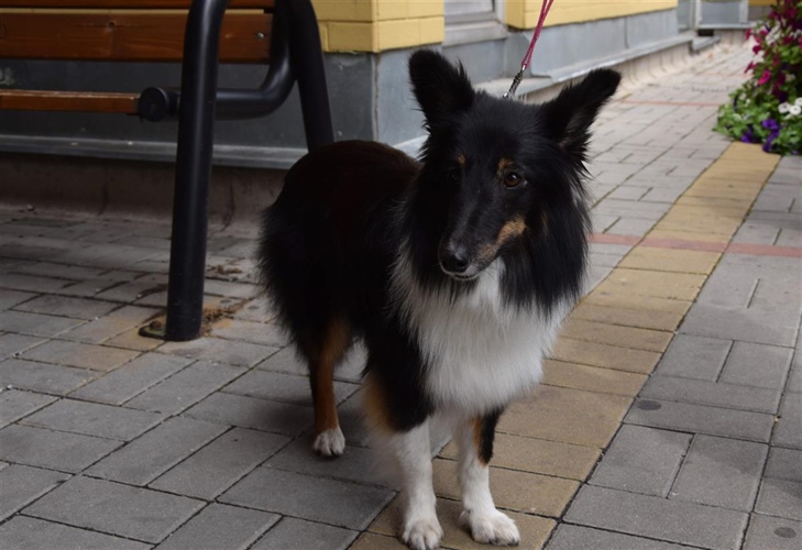 Praha 10 pořádá pátý ročník soutěže o "Nej psa Prahy 10"