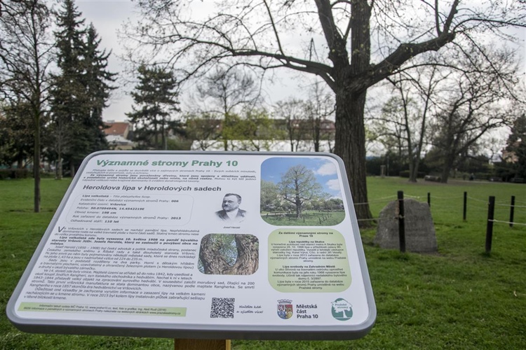 Významné stromy Prahy 10