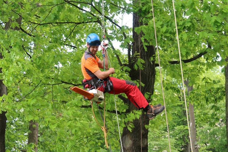 Plánovaná péče o stromy na Desítce