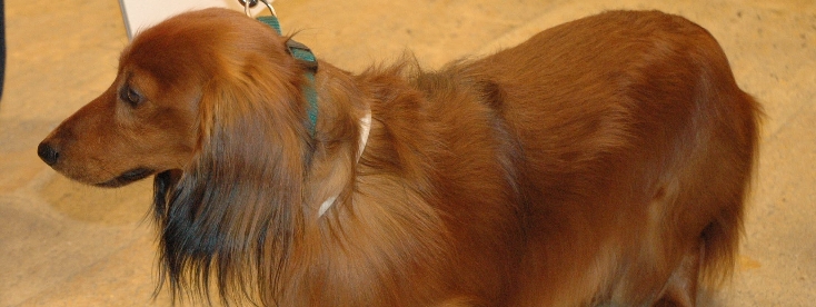 Kdo získá titul „Pes Prahy 10“ v roce 2014?