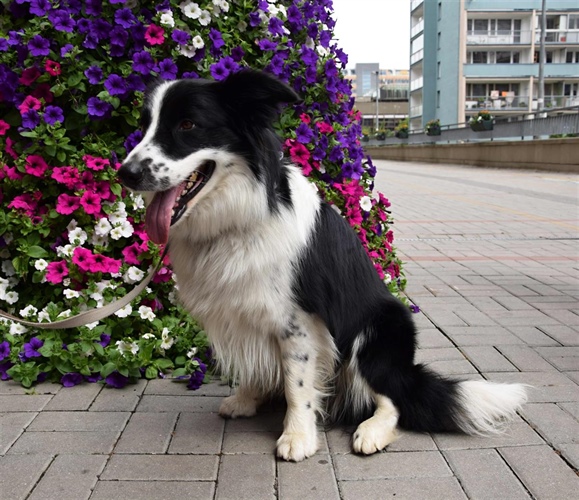 Blíží se platba za psí kamarády