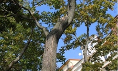 Kácení stromů ve špatném stavu