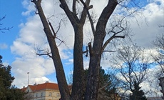 Informace o kácení stromu ve špatném stavu