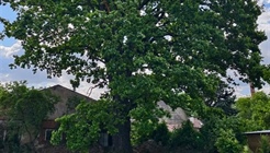 Desítka zachraňuje památný strom v Záběhlicích